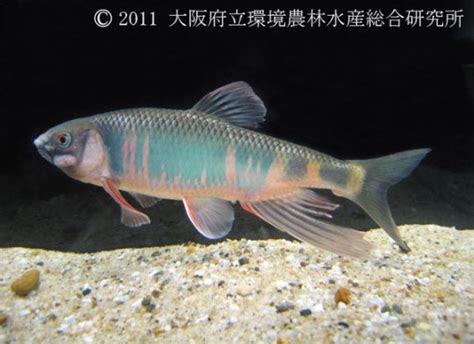 淡水魚品種|画像一覧 ｜ 淡水魚図鑑（在来種） ｜ 図鑑 ｜ 大阪府 